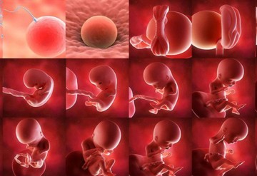  تاثیر غنی کردن مایع فولیکول با مکمل های روی و مس بر بلوغ و تکامل جنین