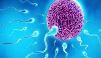 سلامت جنسی: مقایسه نشانگرهای آپوپتوزی اسپرم در مردان نابارور مبتلا به واریکوسل با مردان بارور 