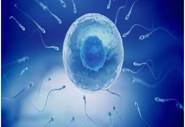 ارتباط بین سطوح هورمون های جنسی و کیفیت اسپرم