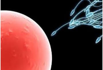 مکمل اسید فولیک: تقویت کننده اسپرم