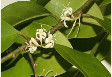 مولتی ویتامین شناسی:Muria Puama گیاهی از آمریکای جنوبی