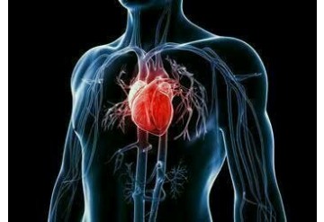 تاثیر تلفیقی ویتامین های D و K بر عملکرد قلب